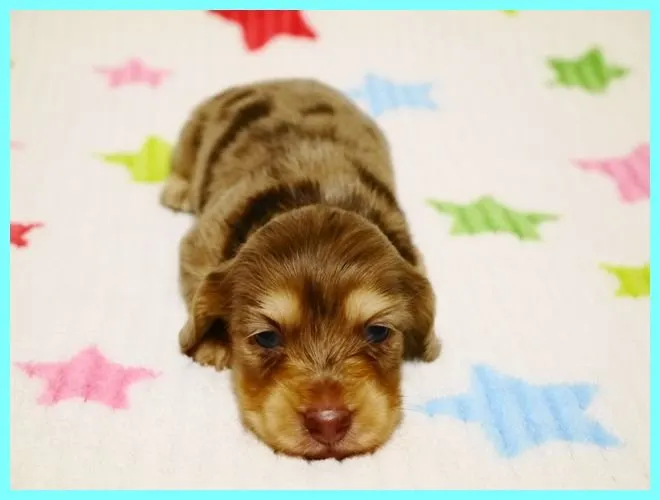 ID:1410-00651の子犬