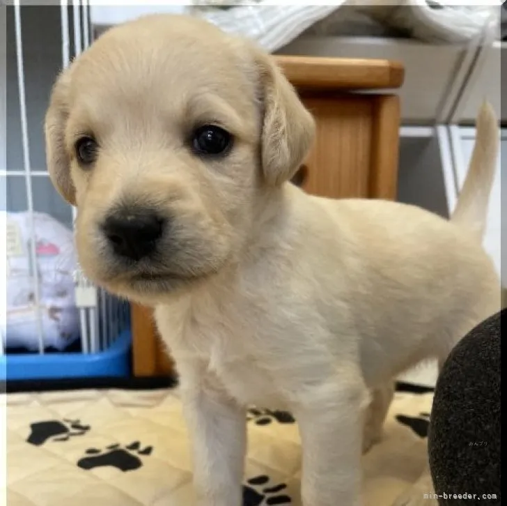 ID：2311-05924の子犬