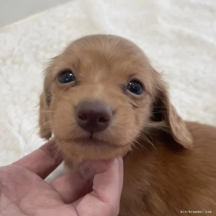 ID:2212-04220の子犬