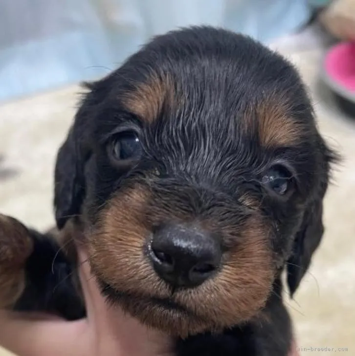 ID：2212-02146の子犬