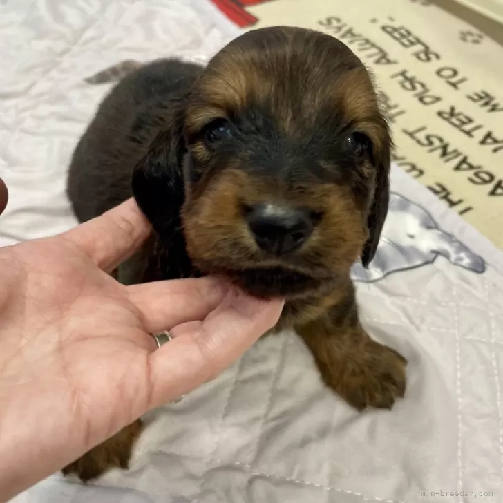 ID:2406-03769の子犬