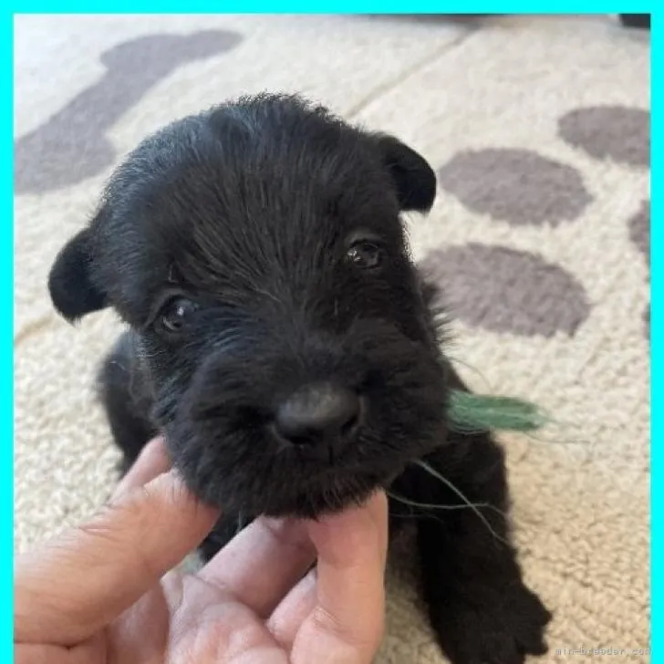 ID:2207-00364の子犬