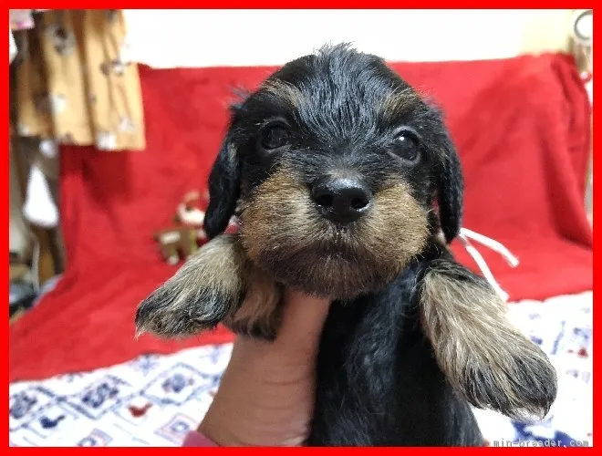 ID:1811-00530の子犬