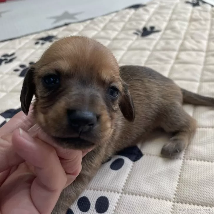 ID：2402-02711の子犬