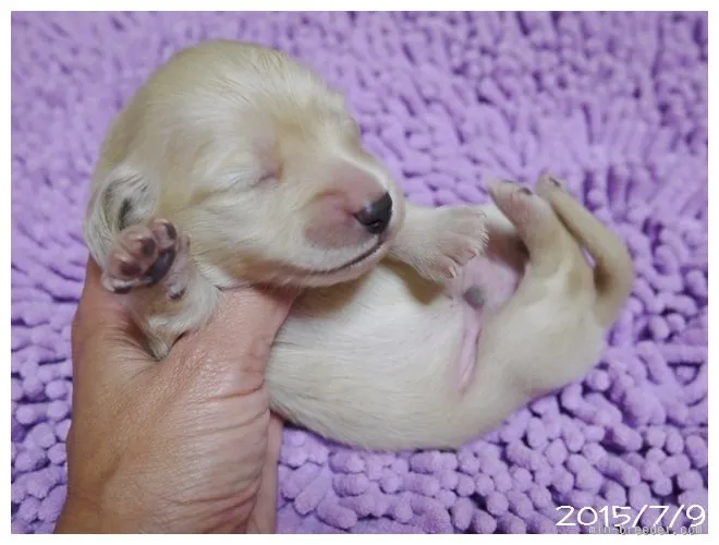 飆太 様のお迎えした子犬