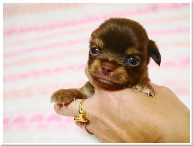 ID:1409-00517の子犬