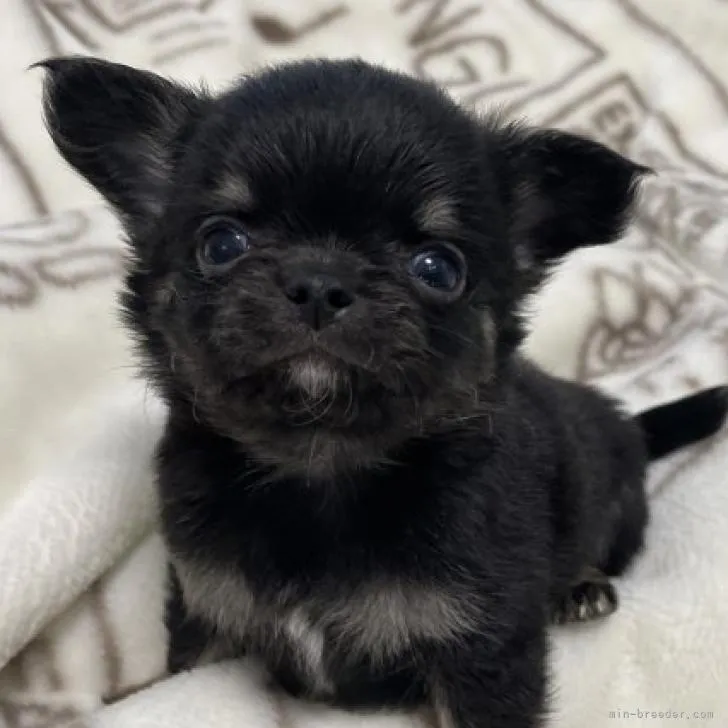 ID：2210-03989の子犬