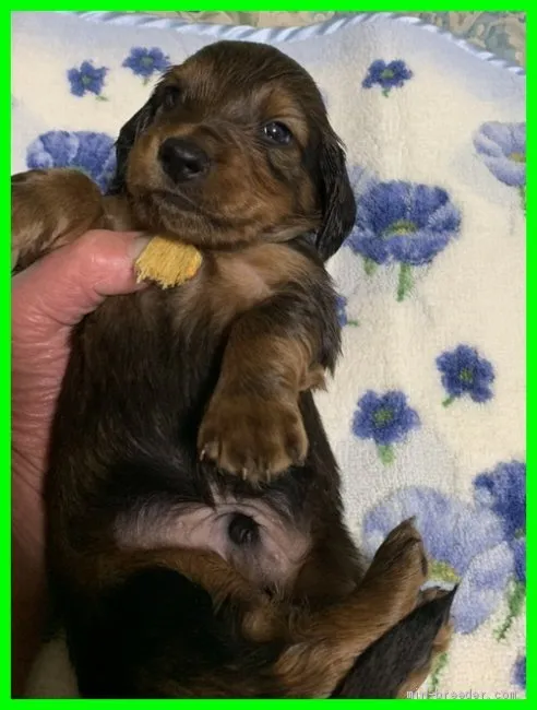 ID:2104-02423の子犬