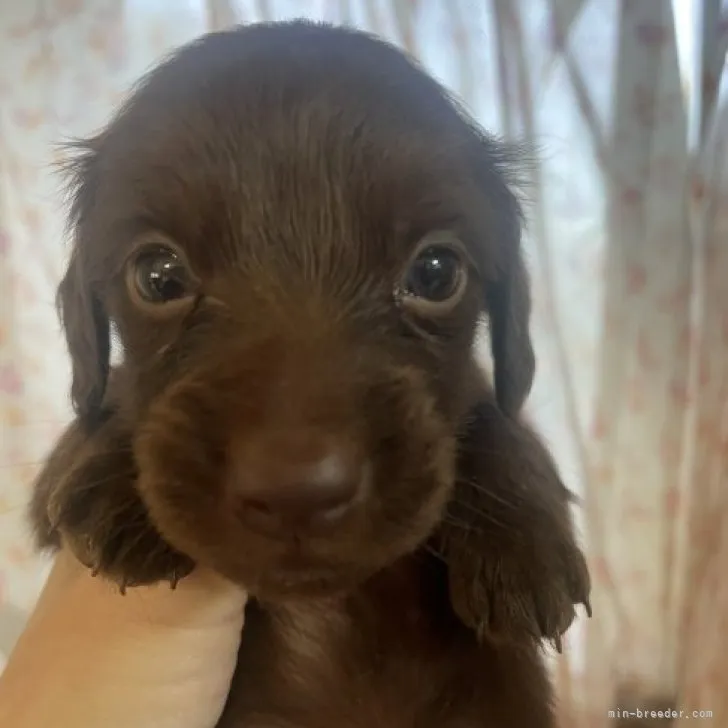 ID:2212-03545の子犬
