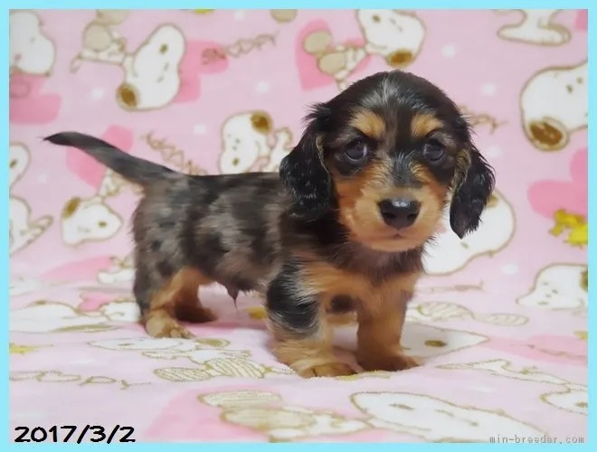 ID:1703-00330の子犬