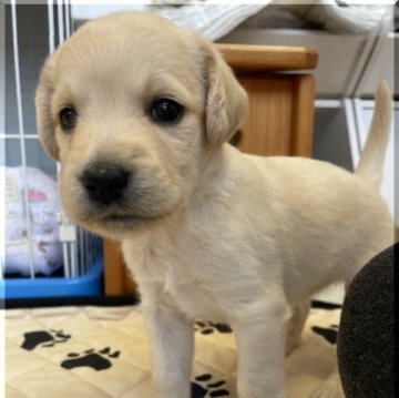 ラブラドゥードル(ラブラドールレトリバー×スタンダードプードル)【千葉県・女の子・2023年10月31日・クリーム系】の写真「ラブラドゥードルF1の女の子（12/25まで）」