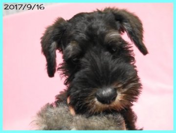 ミニチュアシュナウザー【千葉県・男の子・2017年6月23日・ブラック&シルバー】の写真「とっても人懐こくてかわいいぼくちゃんです」