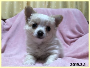 チワワ(ロング)【千葉県・男の子・2019年1月7日・ホワイト&クリーム】の写真「血統優秀、毛量豊富で小さくて人懐こい性格です」