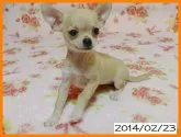 チワワ(スムース)【千葉県・女の子・2013年11月24日・フォーン】の写真2