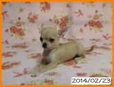 チワワ(スムース)【千葉県・女の子・2013年11月24日・フォーン】の写真4