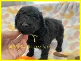 スタンダードプードル【千葉県・男の子・2022年2月8日・ブラック】の写真4