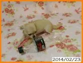 チワワ(スムース)【千葉県・女の子・2013年11月24日・フォーン】の写真5
