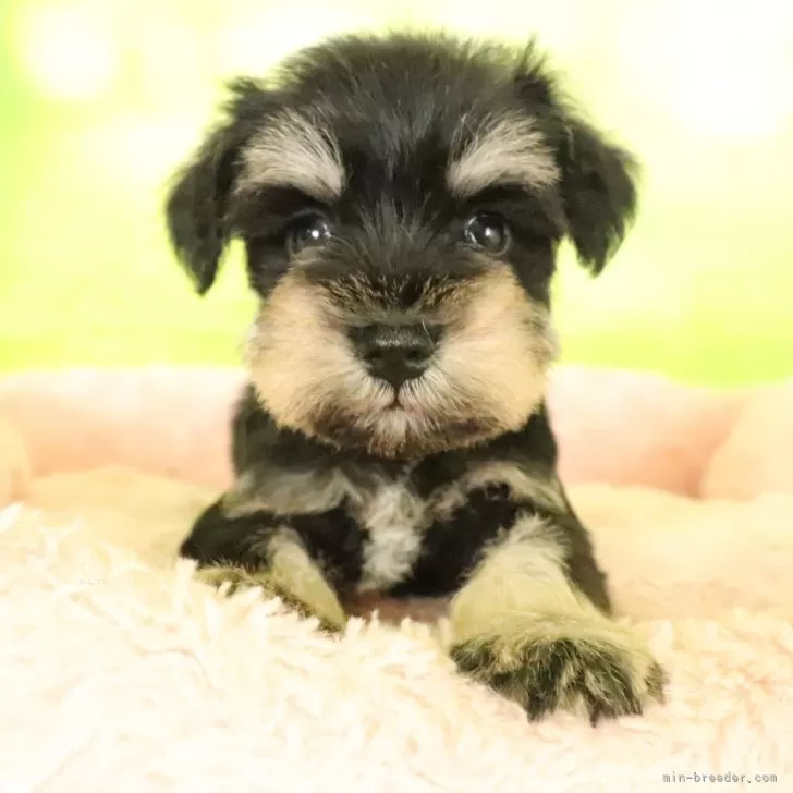 ID:2508-08607の子犬