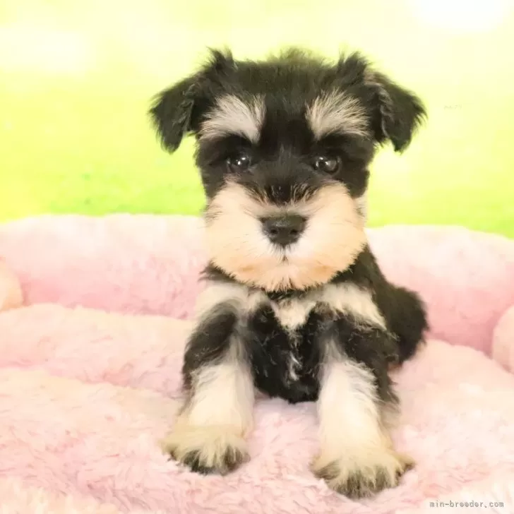 ID:2509-01003の子犬