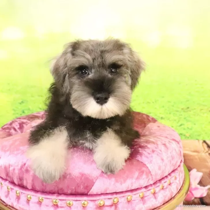 ID：2506-06807の子犬