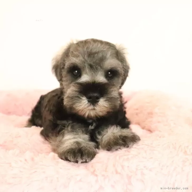 ID：2506-06789の子犬
