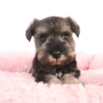 ミニチュアシュナウザー【群馬県・女の子・2025年10月5日・ソルト&ペッパー】の写真「小振りで綺麗なカラーのぱっちりお目目の可愛い女の子」