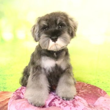 ミニチュアシュナウザー【群馬県・男の子・2025年5月18日・ソルト&ペッパー】の写真「綺麗なカラーのぱっちりお目目の可愛い男の子」