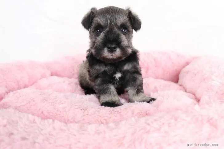 ID：2012-01277の子犬