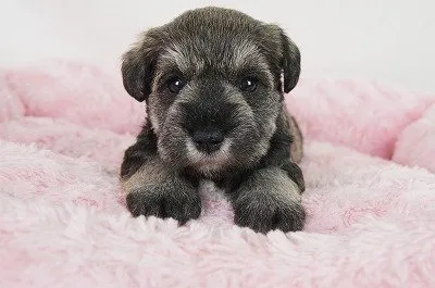 ID:1803-01254の子犬