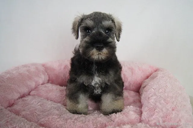 志音 様のお迎えした子犬