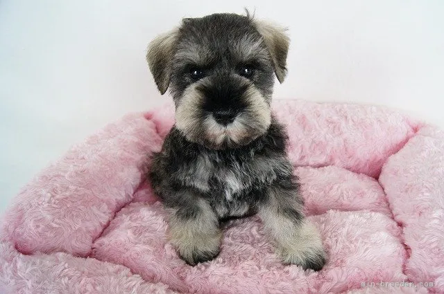 レイ 様のお迎えした子犬