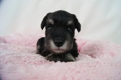 ID:1807-01549の子犬