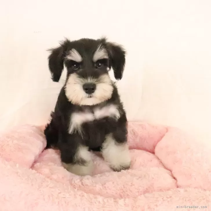 けんじ 様のお迎えした子犬