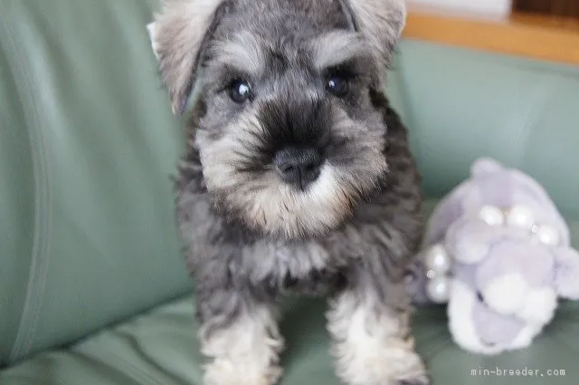 ID：1708-01661の子犬