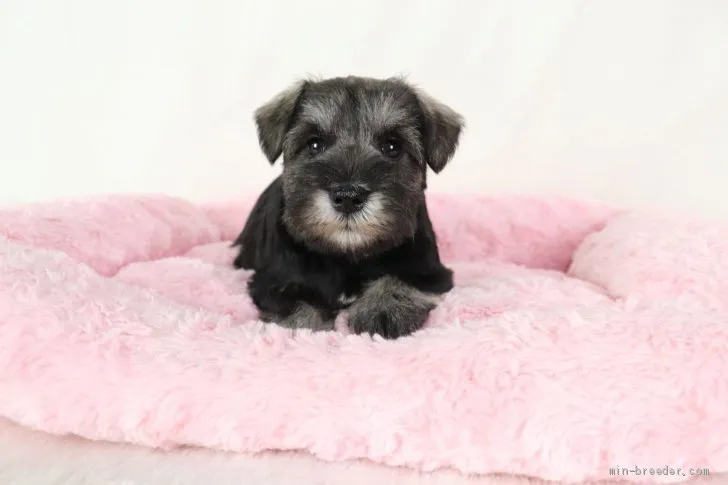 ミニチュアシュナウザー【群馬県・女の子・2019年12月4日・ソルト&amp;ペッパー】の写真1