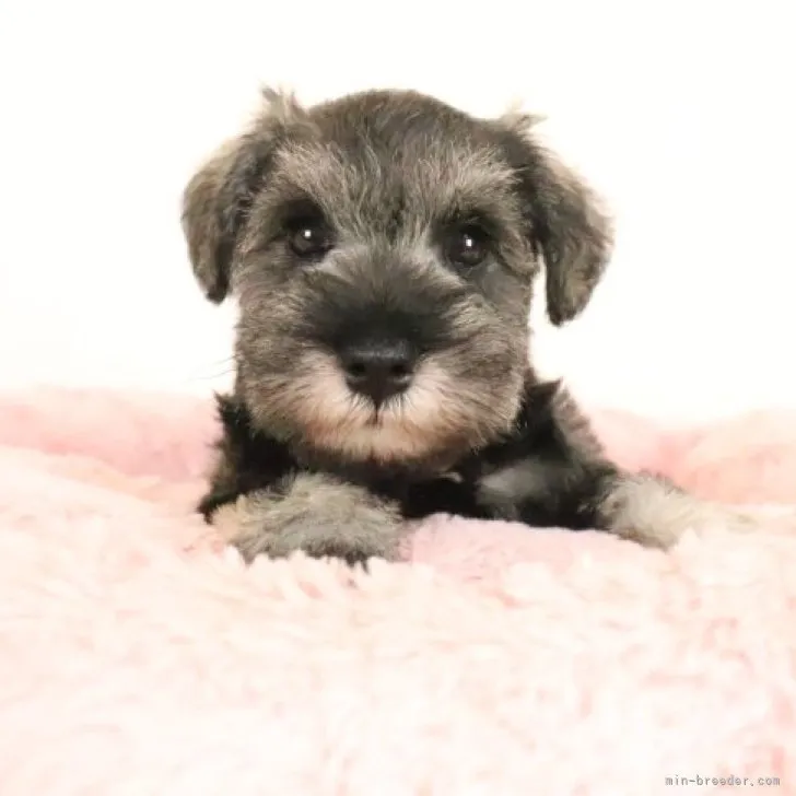 ID：2307-03124の子犬