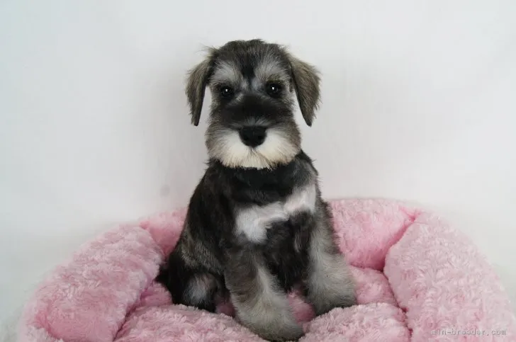 オヌー 様のお迎えした子犬