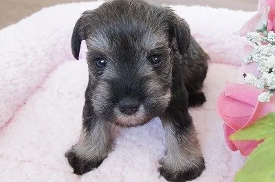 ID:1712-01668の子犬
