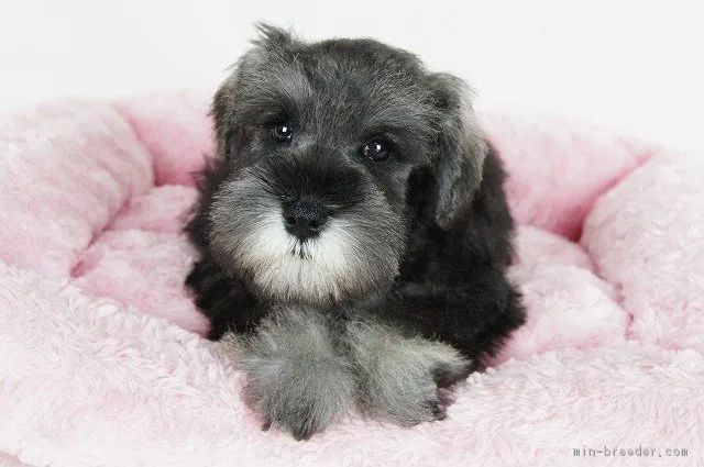 まさし 様のお迎えした子犬