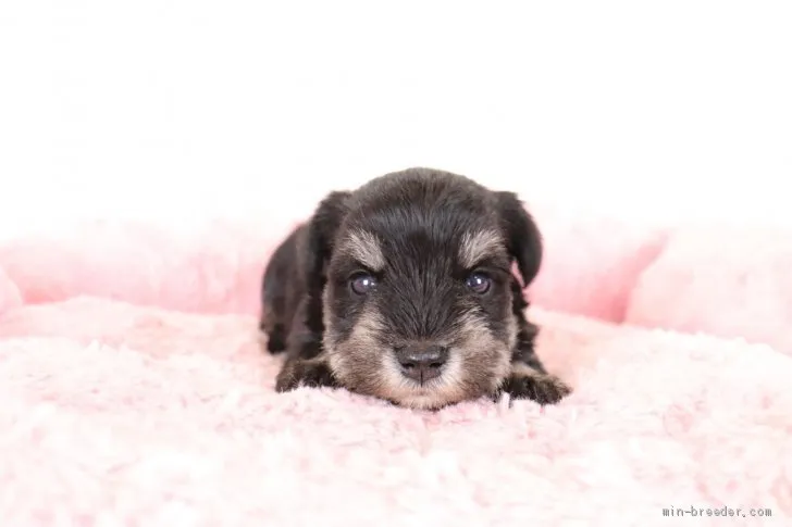 ID:2103-00009の子犬