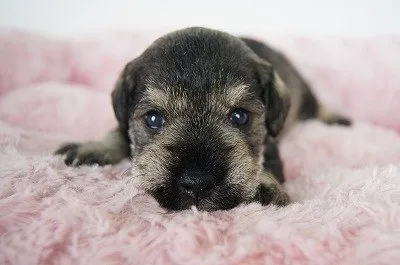 ID：1709-02711の子犬