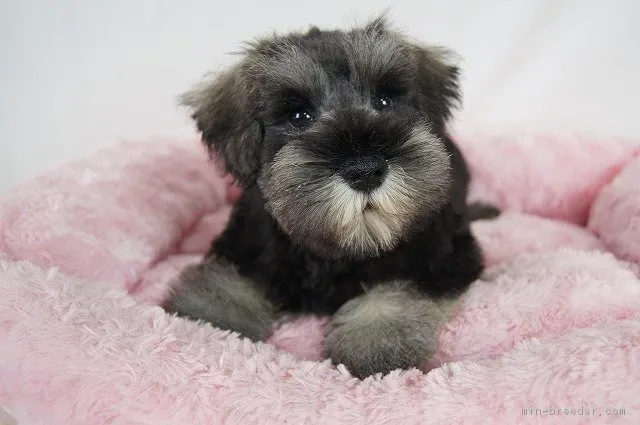 ID：1707-01107の子犬