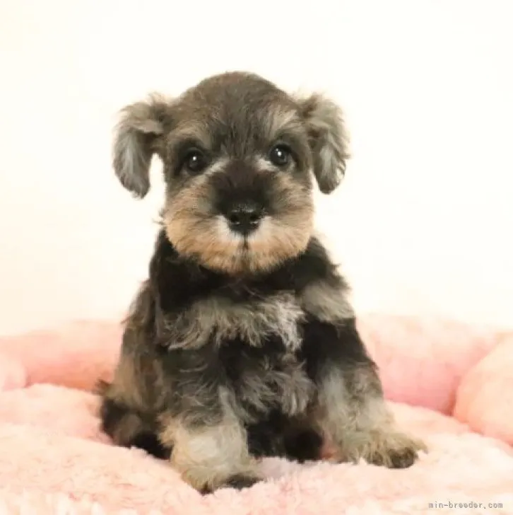 ID：2310-04664の子犬