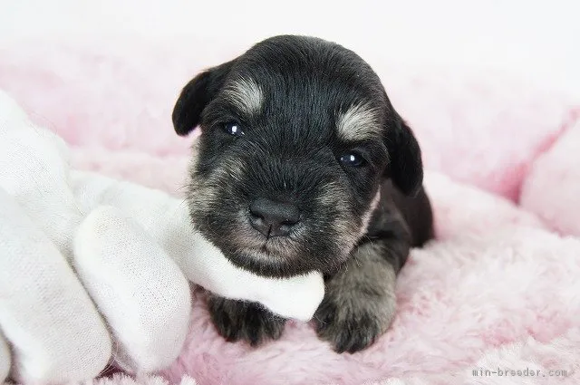 くうママ 様のお迎えした子犬