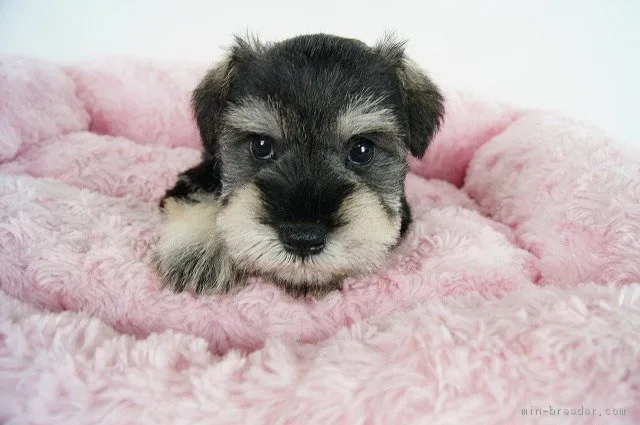 グレキチ 様のお迎えした子犬