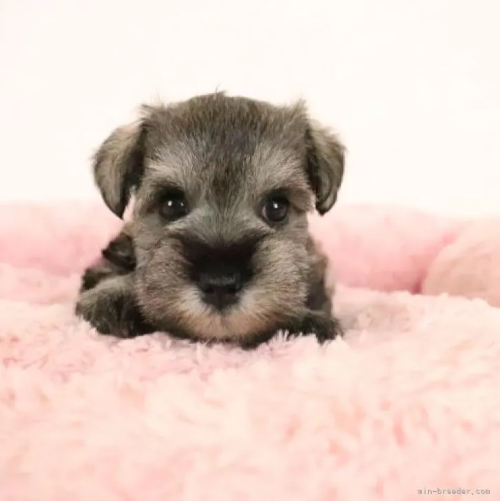 ID:2208-03410の子犬