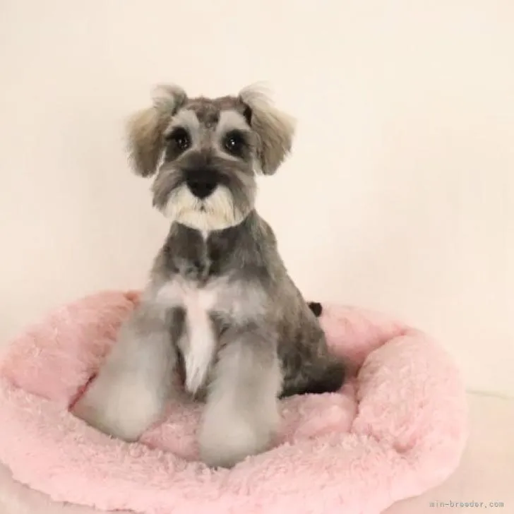 ID：2210-04769の子犬