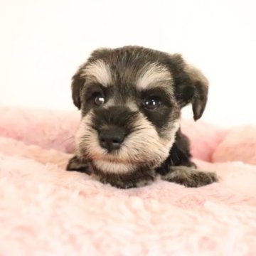 ミニチュアシュナウザー【群馬県・女の子・2023年6月11日・ソルト&ペッパー】の写真「綺麗なカラーのぱっちりお目目の可愛い女の子」