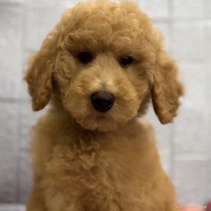 OKUBO 様のお迎えした子犬