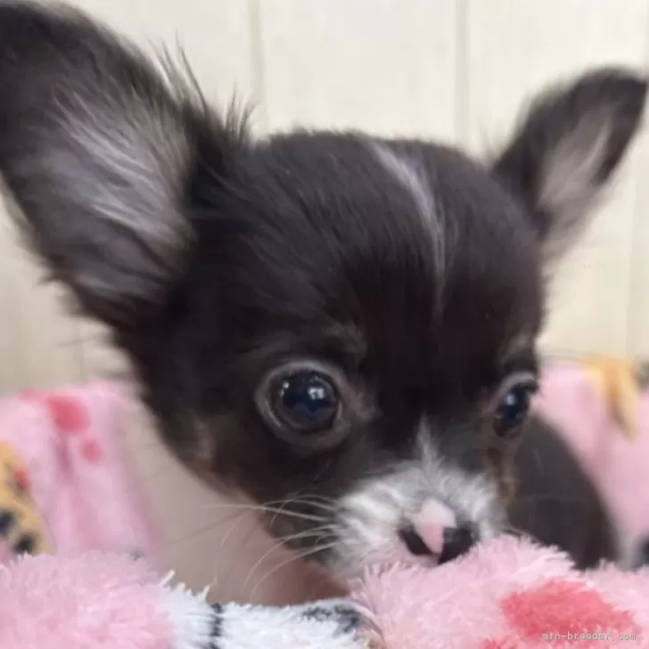 ID：2411-04302の子犬